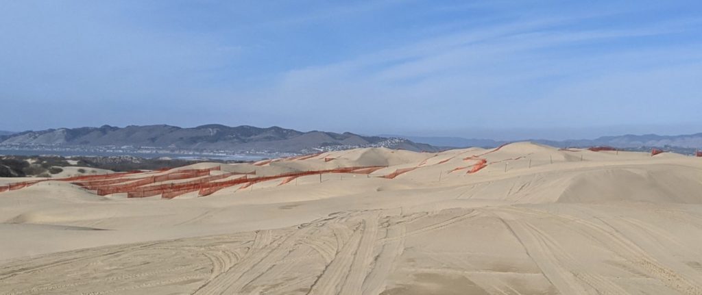 Dune Fencing